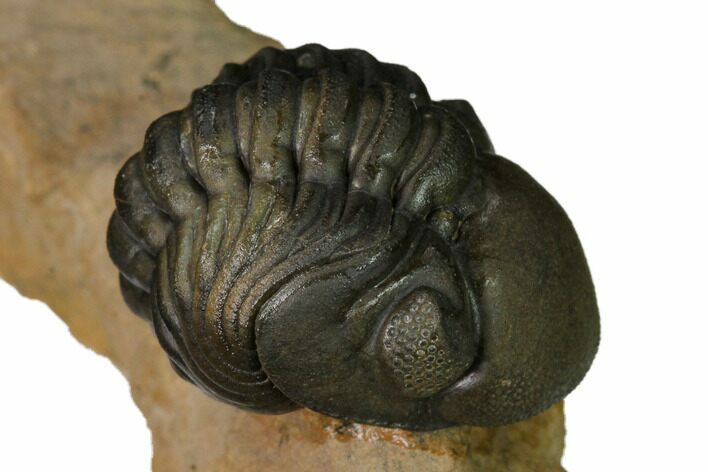 Enrolled Reedops Trilobite With Nice Eyes - Lghaft , Morocco #164625